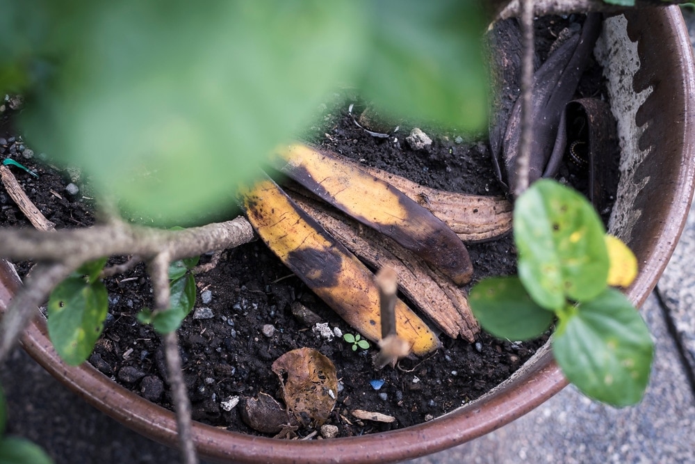 tubo respirador Impedir Inscribirse Cáscaras de plátano: el mejor aliado para tus plantas