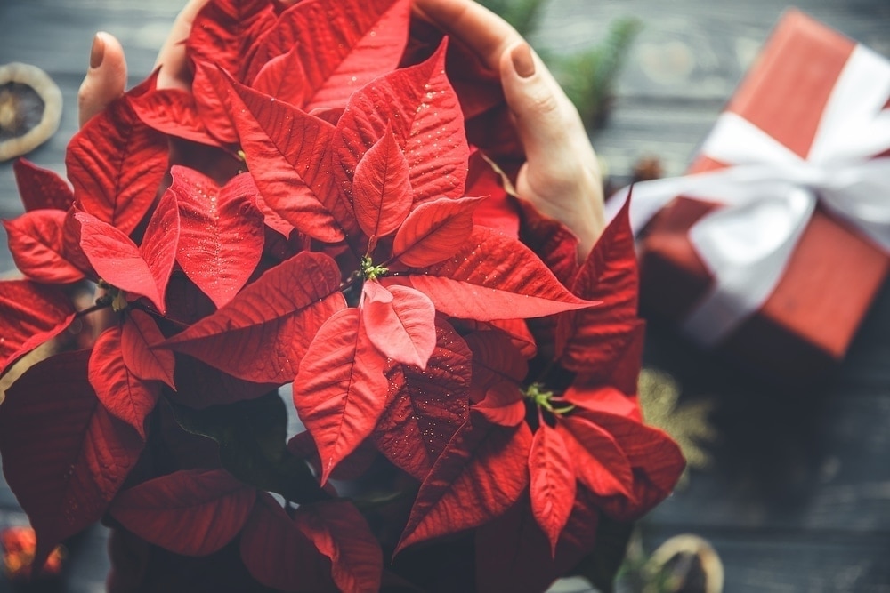 Las propiedades medicinales de la flor de Nochebuena