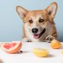 12 frutas y verduras que le puedes dar a tu perro