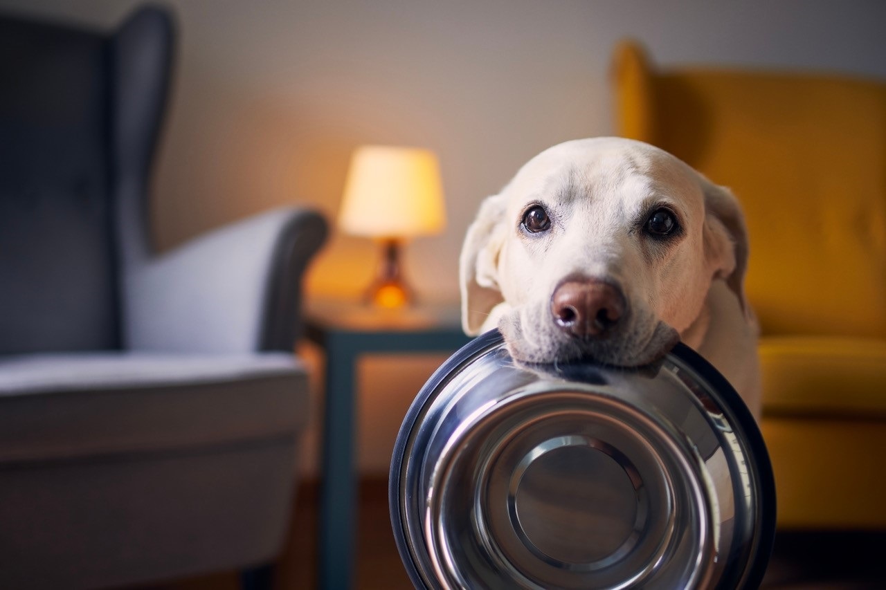 es mejor la croqueta o la comida cruda para los perros